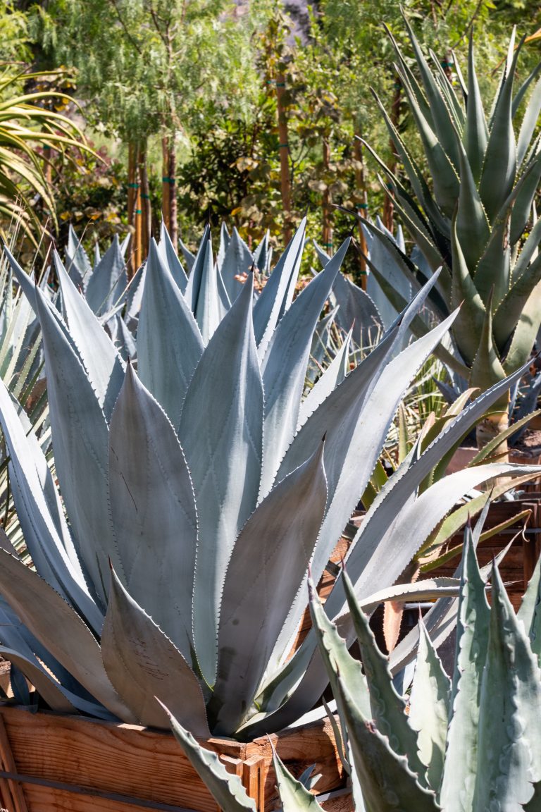 Century Plant (Agave Americana) – J.J. Growers Nursery