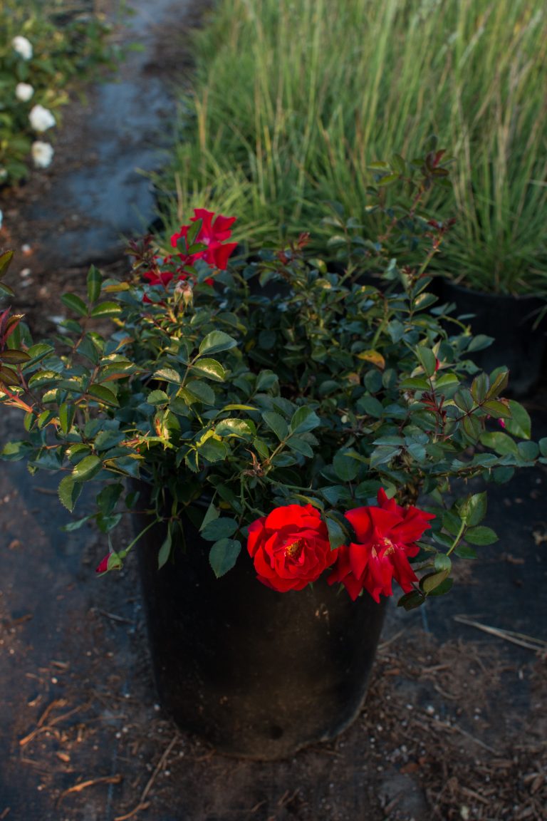 Carpet Roses J.J. Growers Nursery