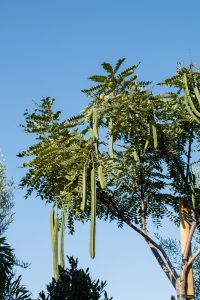 cassia-leptophylla-gold-medallion-tree-4 – J.J. Growers Nursery