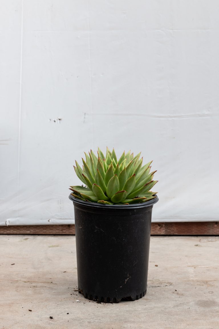 Echeveria Agavoides Molded Wax Agave J.J. Growers Nursery