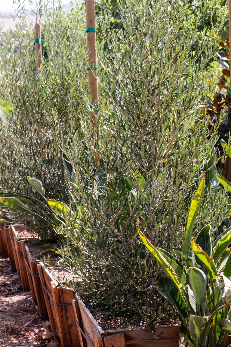 Majestic Beauty Olive Tree (Olea Europaea) – J.J. Growers Nursery