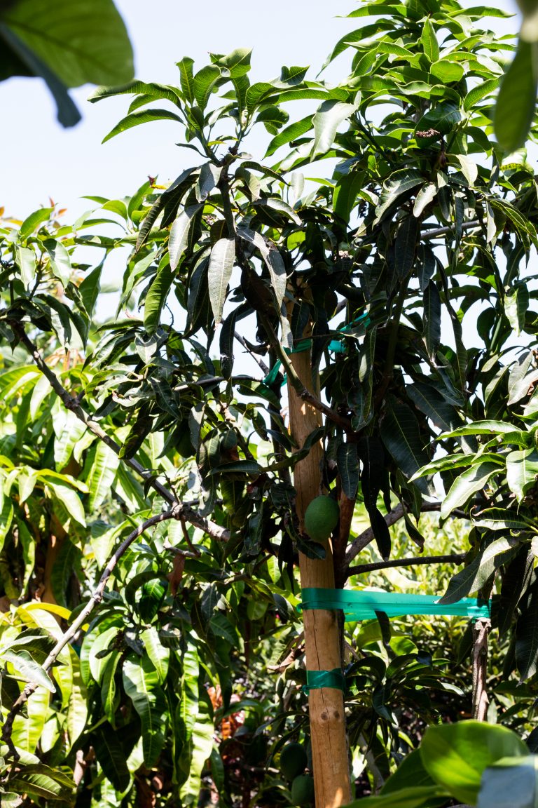 Hass Avocado Tree Persea Americana J J Growers Nursery