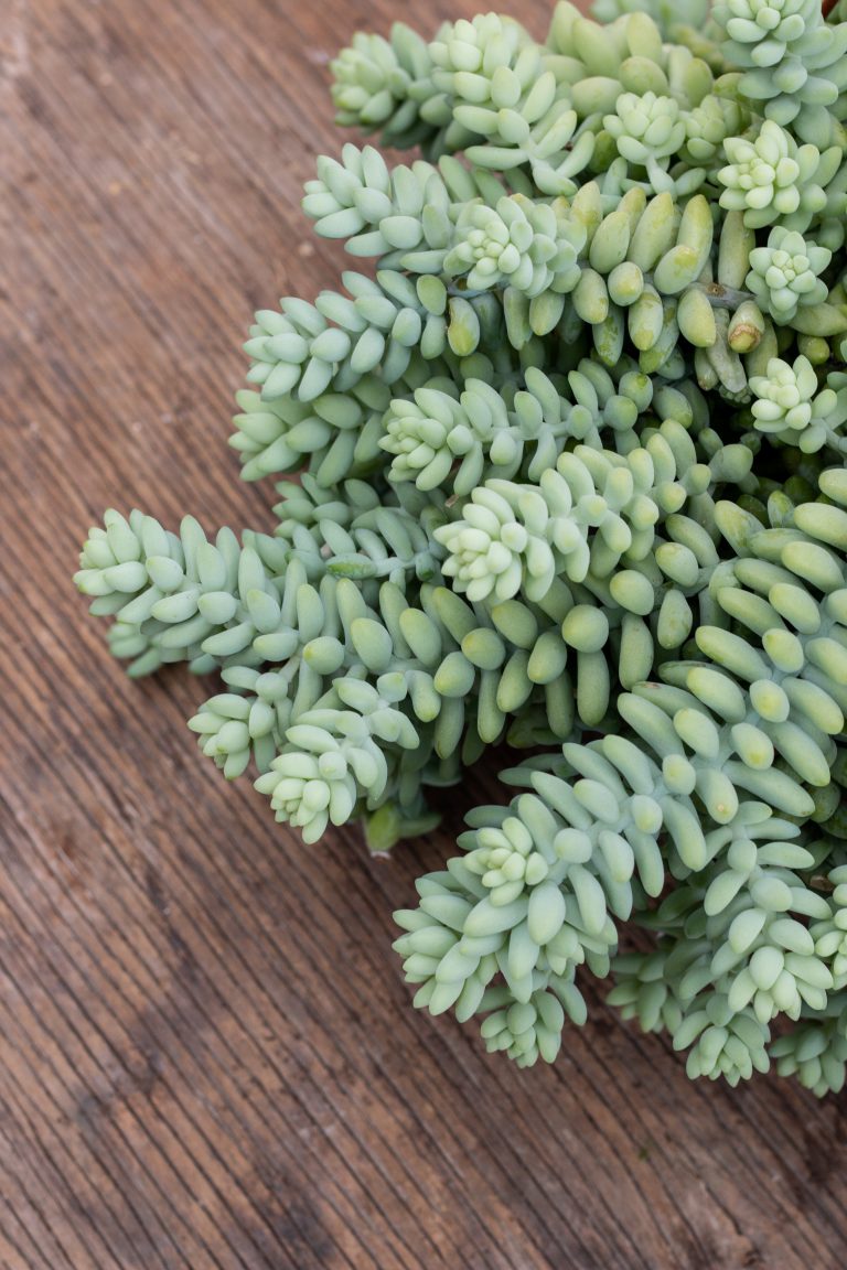 Sedum Morganianum Burro Tail J J Growers Nursery sedum-morganianum-burro-tail-j-j-growers-nursery
