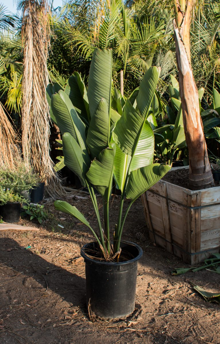 Giant White Bird of Paradise (Strelitzia Nicolai) – J.J. Growers Nursery