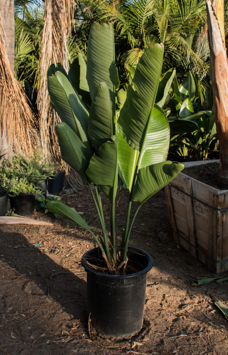 Giant White Bird of Paradise (Strelitzia Nicolai) – J.J. Growers Nursery