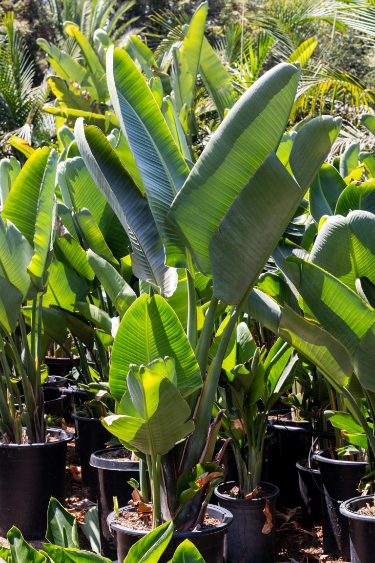 Giant White Bird Of Paradise (strelitzia Nicolai) – J.j. Growers Nursery