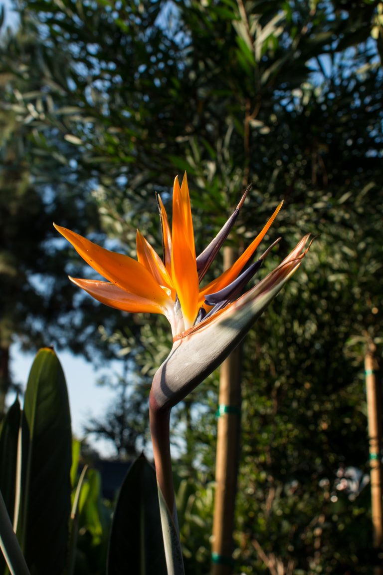 Bird of Paradise (Strelitzia Reginae) – J.J. Growers Nursery