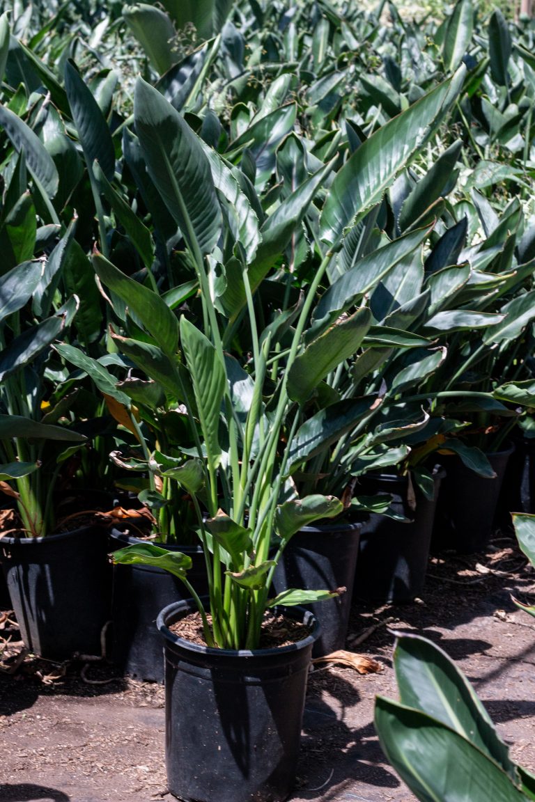 Bird of Paradise (Strelitzia Reginae) – J.J. Growers Nursery