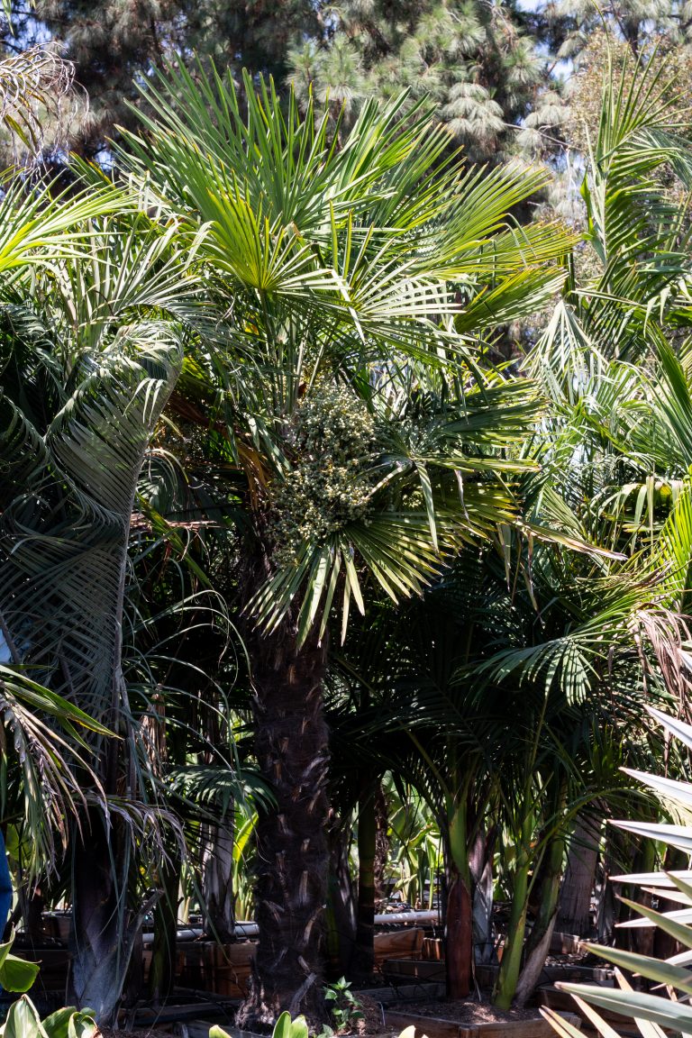 Windmill Palm (Trachycarpus Fortunei) – J.J. Growers Nursery