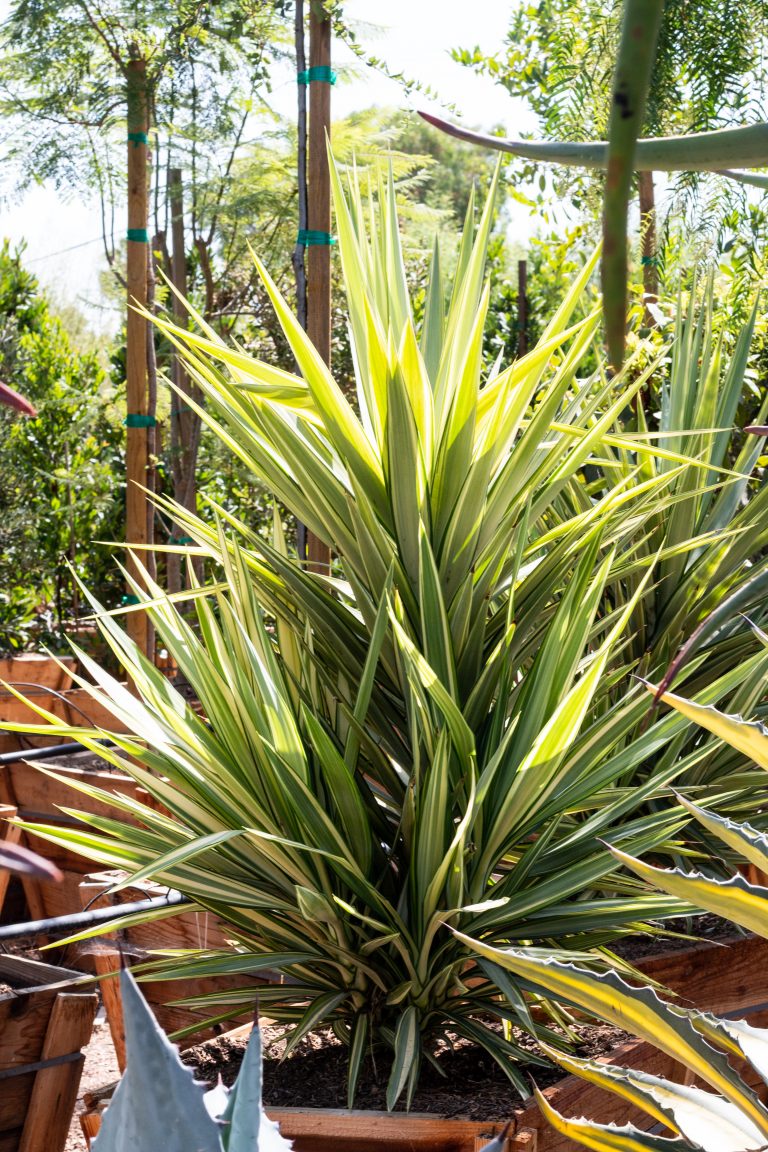 Color Guard Adam’s Needle (Yucca Filamentosa) – J.J. Growers Nursery