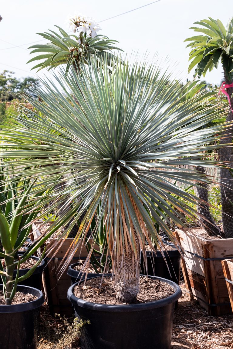 Yucca Rostrata J.J. Growers Nursery