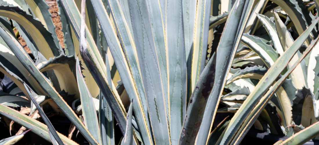 Agave Tequilana (Sunrise Tequila) J.J. Growers Nursery