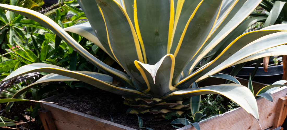 Agave Variegated Weber (arizona Star) – J.j. Growers Nursery