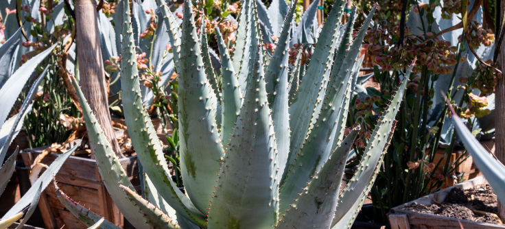 Aloe Marlothii (Mountain Aloe)  J.J. Growers Nursery