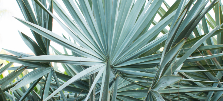 Silver Palm (Bismarckia Nobilis) – J.J. Growers Nursery