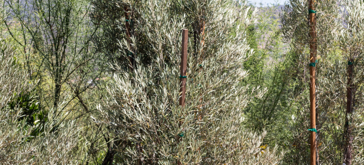 WILSON'S FRUITLESS OLIVE (Olea europaea 'Wilsoni') - Treeland Nurseries