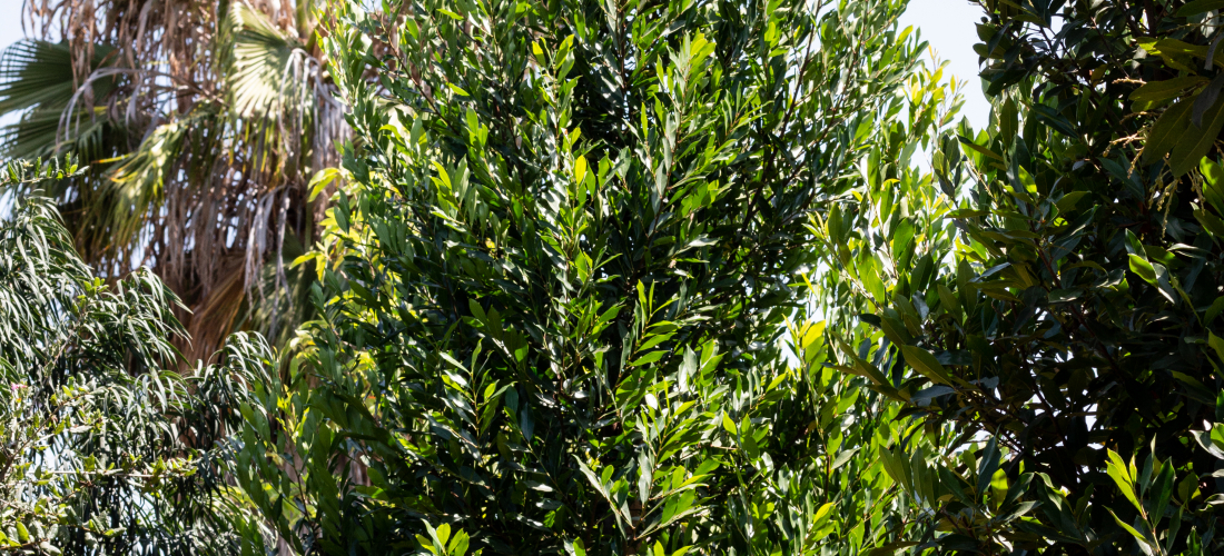 Carolina Cherry Laurel Tree (Prunus Caroliniana) – J.J. Growers Nursery