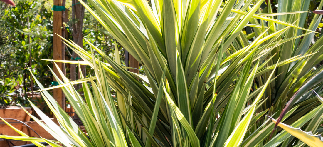 Color Guard Adam’s Needle (Yucca Filamentosa) – J.J. Growers Nursery